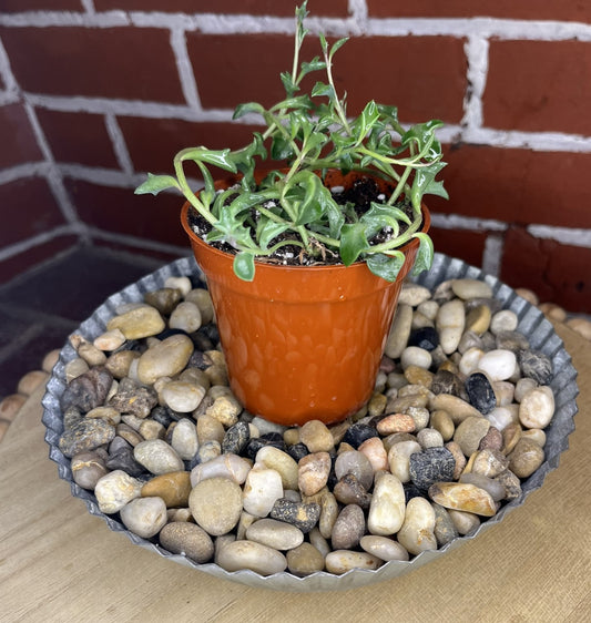 Senecio 'Hippogriff' 'String of Dolphins'