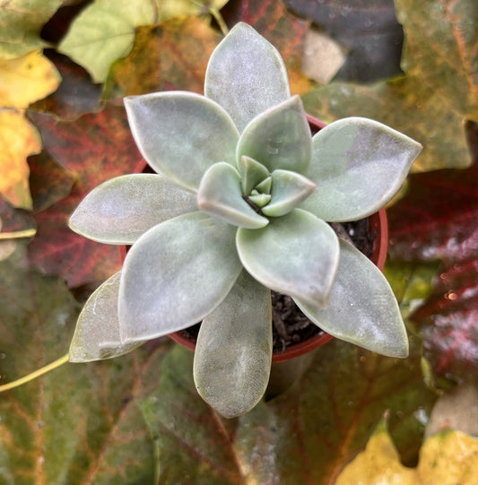 ×Graptosedum 'Ghosty'