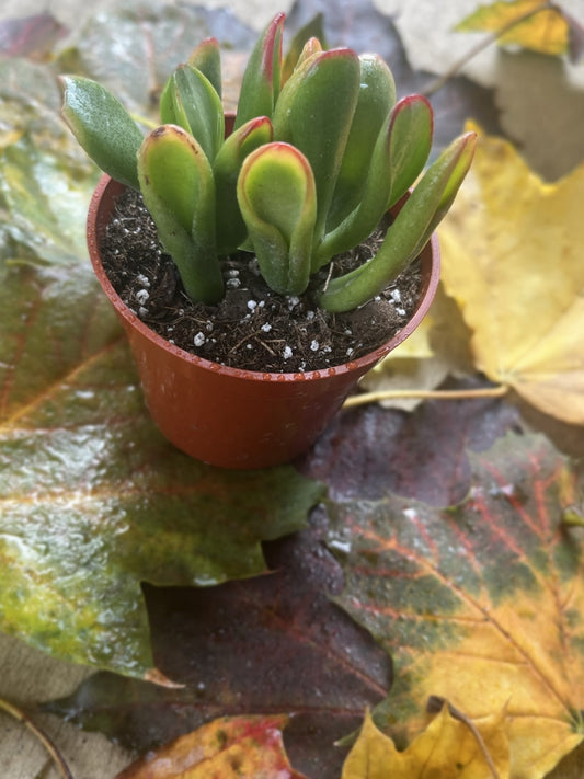 Crassula ovata 'Hobbit Jade'