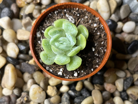 Echeveria Elegans 'Mexican Snowball'