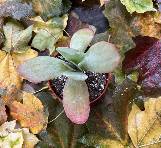 Kalanchoe Thyrsiflora 'Paddle Plant'