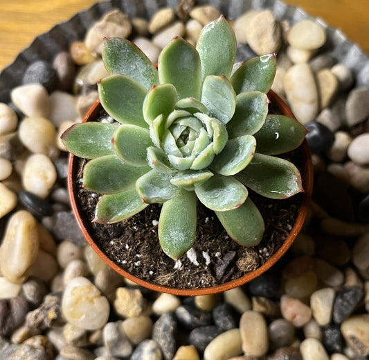 Echeveria Pulidonis 'Pulido's Echeveria'