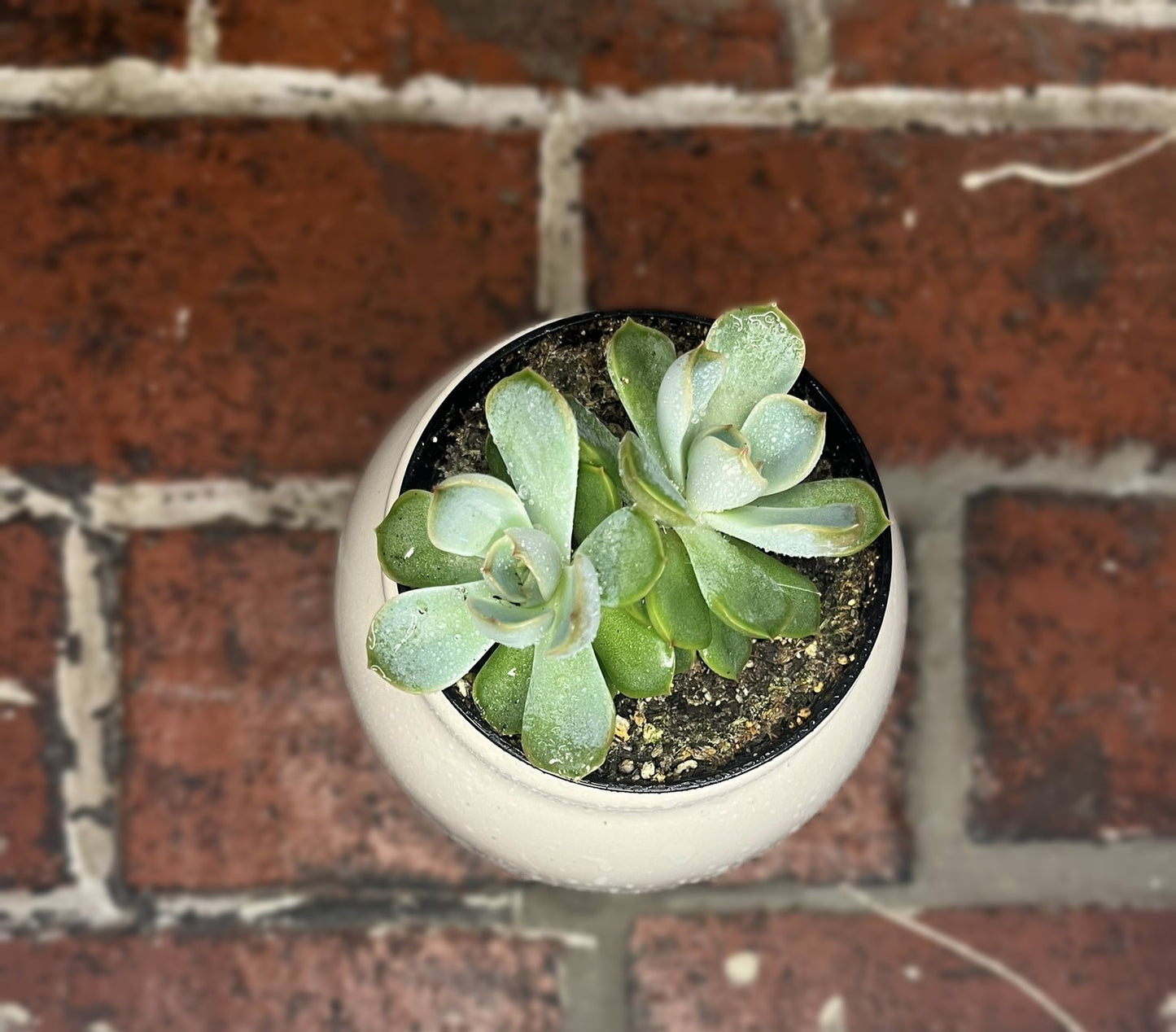 Cream and Green Decorative Planter