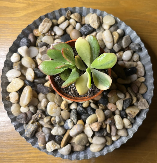 Crassula Ovata 'Tricolor Jade'