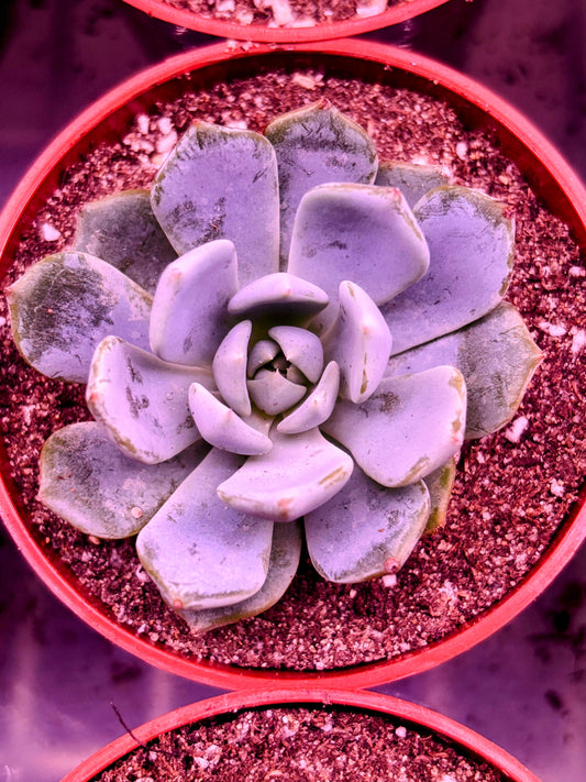 Echeveria Blue Bell