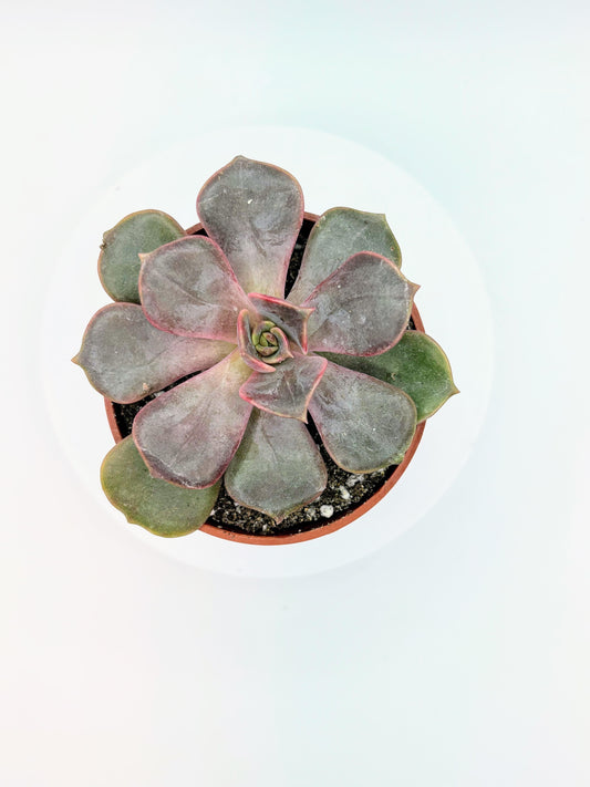 Purple Perle Punch Echeveria